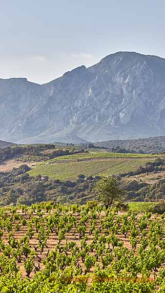 Vineyards and mountains in the dramatic Vallee de l'Agly, Roussillon