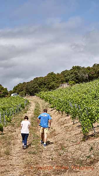 A walk in the vineyard with a winemaker in Vallee de l'Agly, Roussillon