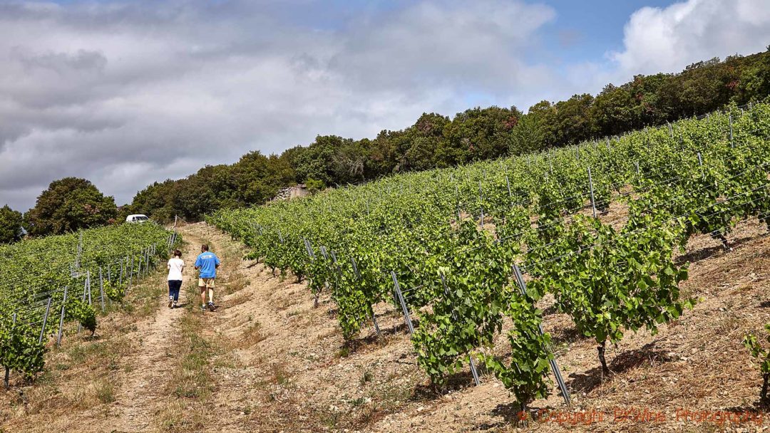 A walk in the vineyard with a winemaker in Vallee de l'Agly, Roussillon