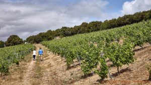 A walk in the vineyard with a winemaker in Vallee de l'Agly, Roussillon