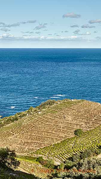 Vineyards by the Mediterranean sea in Roussillon