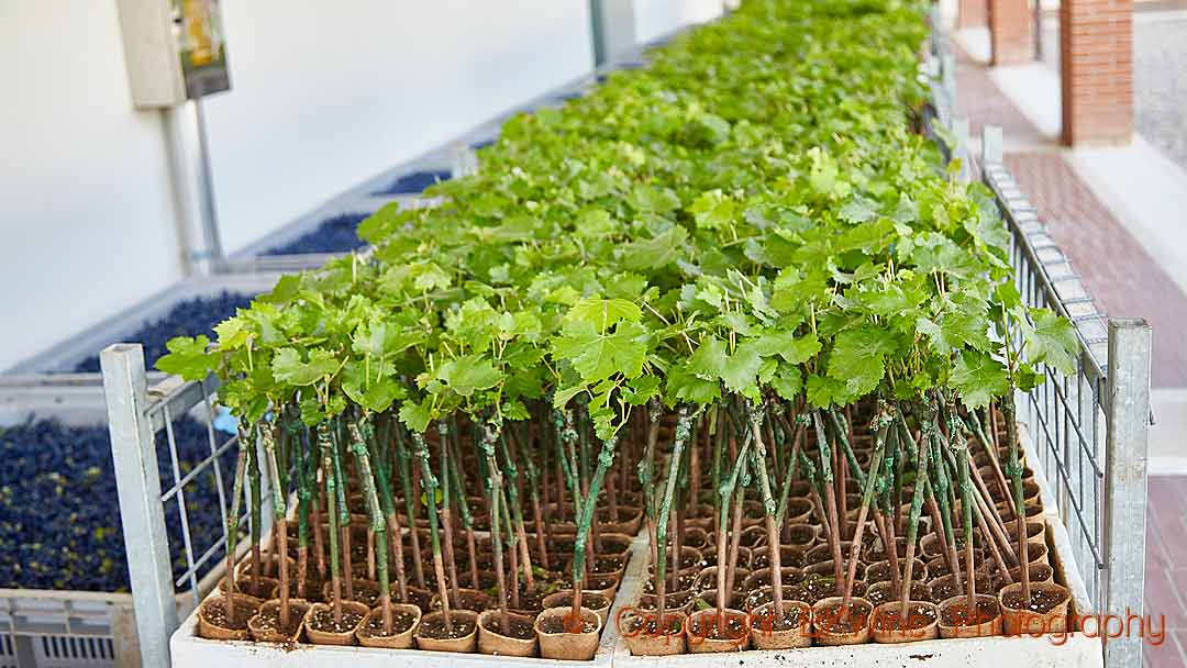 Vines grafted on rootstocks in small pots