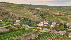 A small village an vineyards on terraces in the Donau (Danube) Valley in Austria