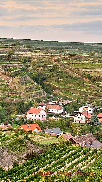 A small village an vineyards on terraces in the Donau (Danube) Valley in Austria