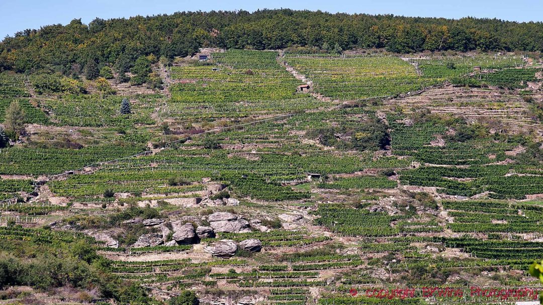 Vineyard on terraces on a steep slope in Wachau in Austria