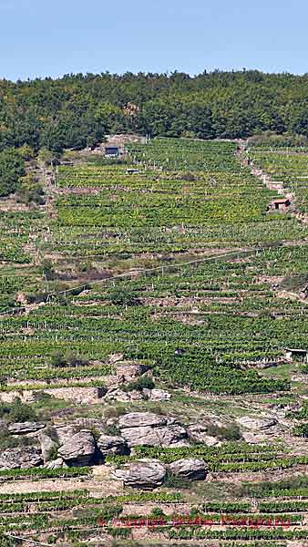 Vineyard on terraces on a steep slope in Wachau in Austria