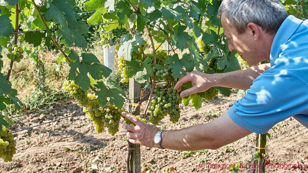 A winemaker inspecting the almost ripe gruner veltliner grapes in Austria