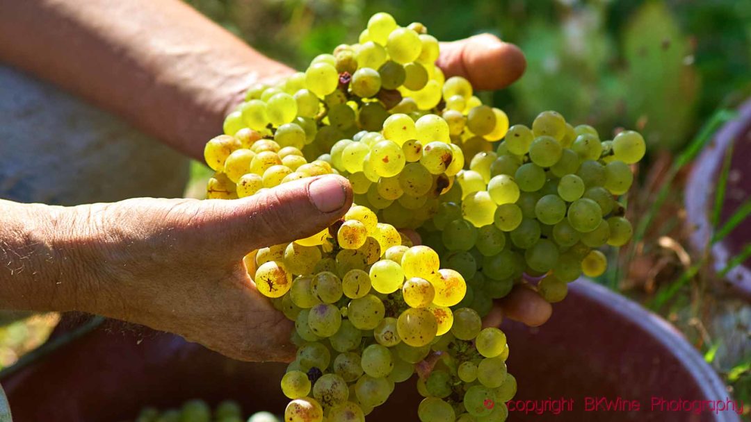 Chenin blanc being harvested in a vineyard in the Loire Valley