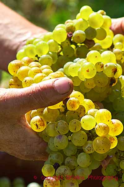 Chenin blanc being harvested in a vineyard in the Loire Valley