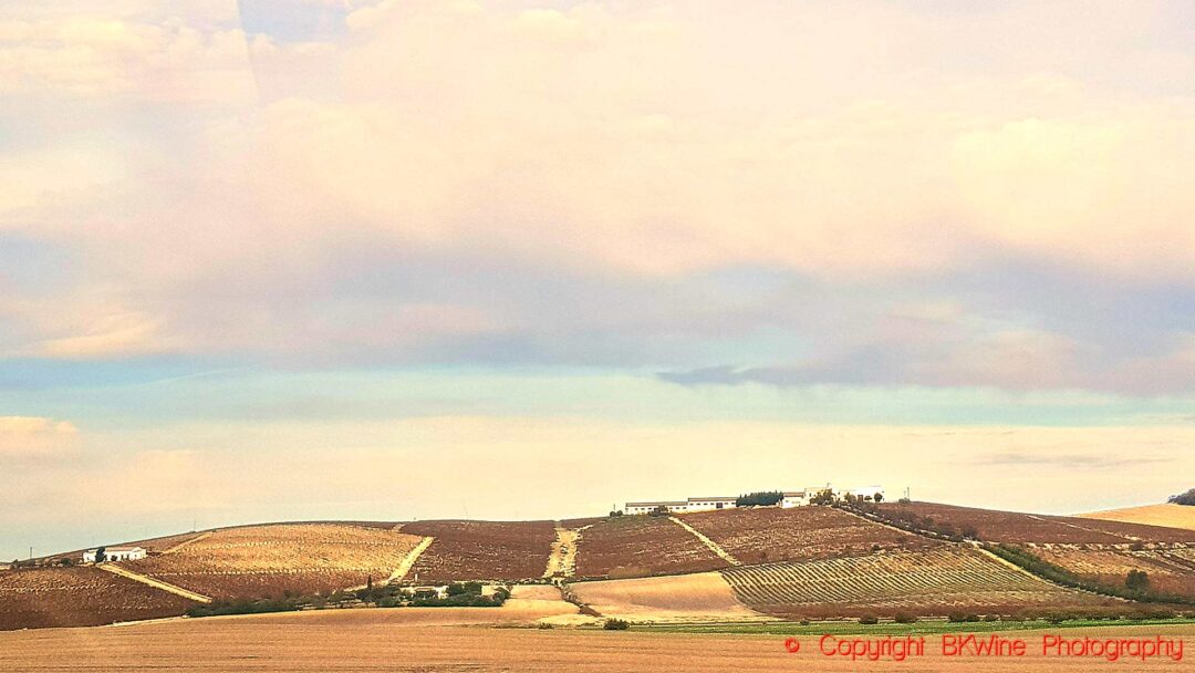 Vineyard landscape near Jerez de la Frontera in the sherry region in Andalusia
