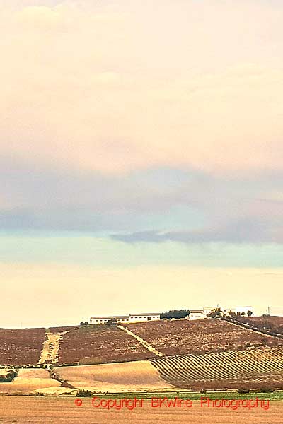 Vineyard landscape near Jerez de la Frontera in the sherry region in Andalusia