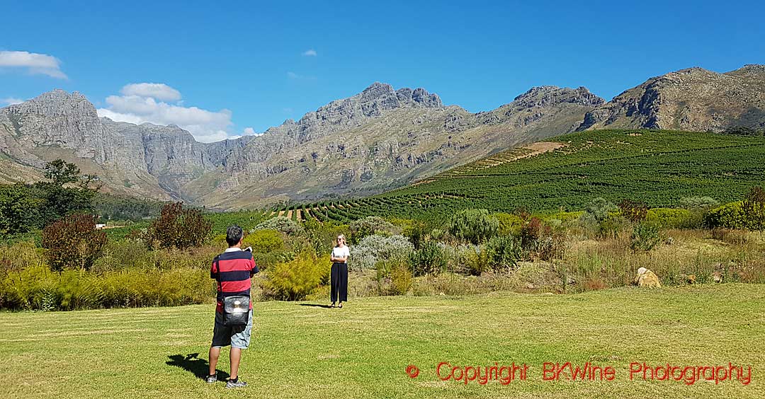 The vineyards at Oldenburg Wines in Stellenbosch, South Africa