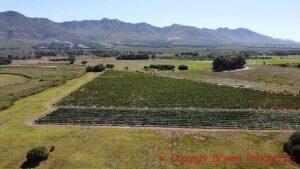 Springfontein vineyards and the Klein River Mountains near Stanford, Walker Bay, South Africa