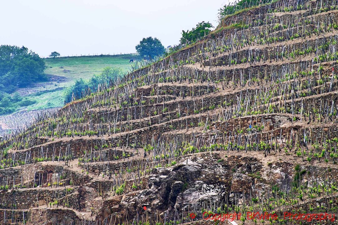 Terraced vineyards on very steep slopes in the northern Rhone Valley, Cote Rotie